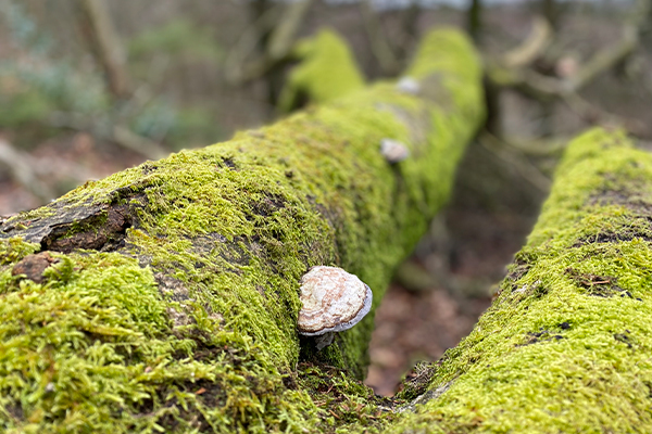 Mange af bøgetræerne i skoven er 200-300 år gamle.