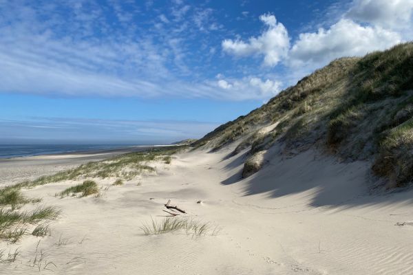 Klitplantagen går helt ud til Vesterhavet