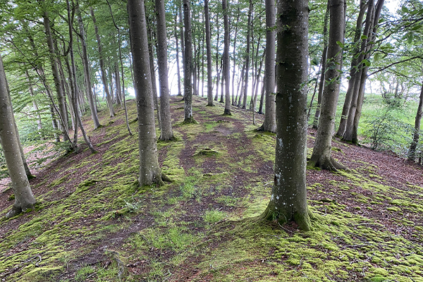 I Nørreskoven kan man vandre i timevis ad de mange forskellige skovveje og stier.