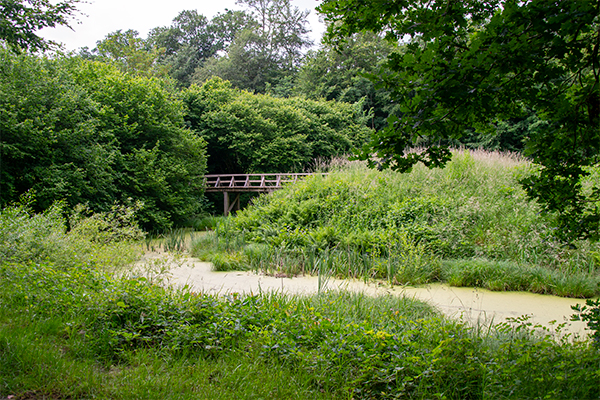 Helvedgård Voldsted er i dag overtaget af naturen.