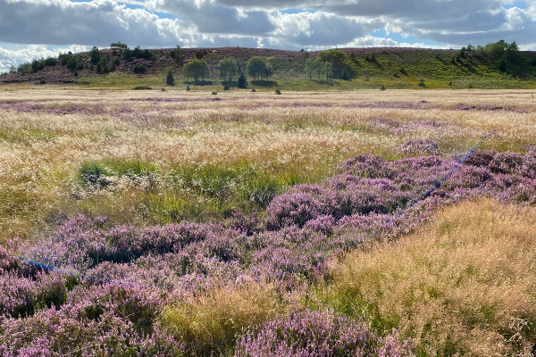 Smukt ser det ud i august