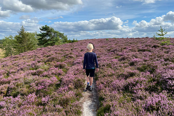 Når lyngen blomstrer i august lyser Isenbjerg op i lilla