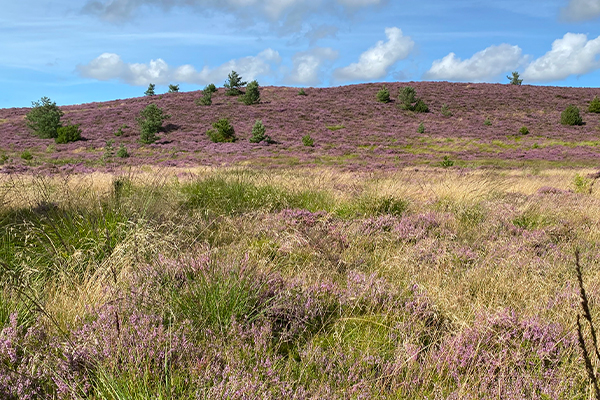 Bjerget er 102 meter højt og rager godt 25 meter i vejret i forhold til det omkringliggende landskab.