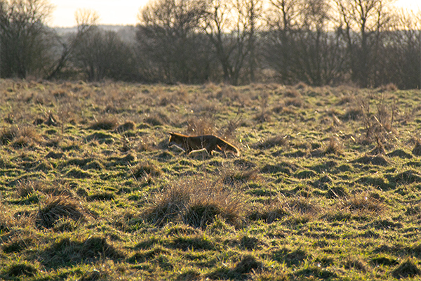 En ræv lusker rundt i landskabet