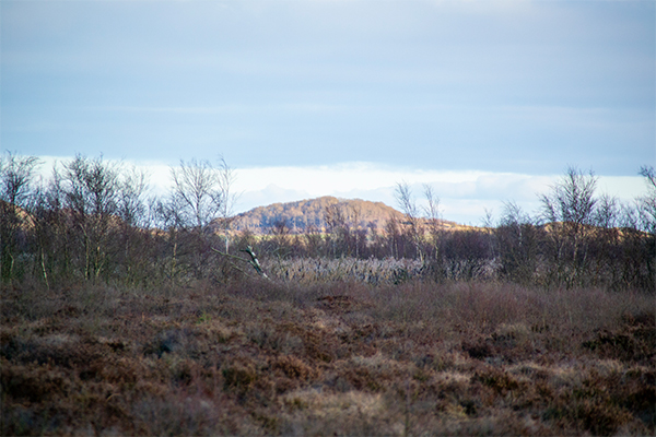 Mulbjerge