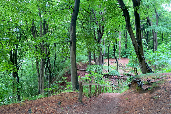 Kollund Skov