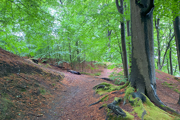 Kollund Skov
