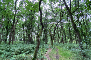 Stenholt Skov