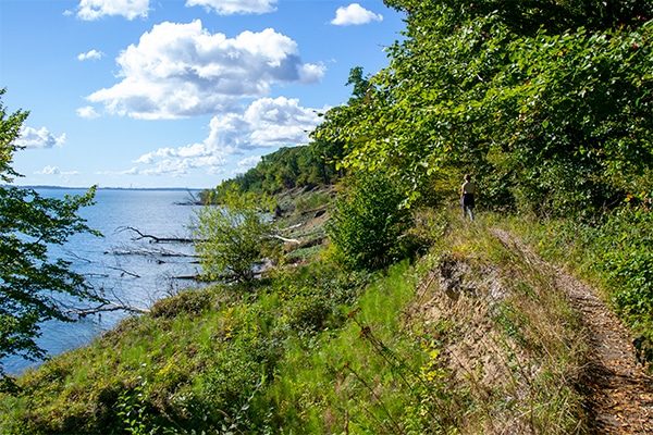 Flere steder langs kysten er træer væltet i havet.