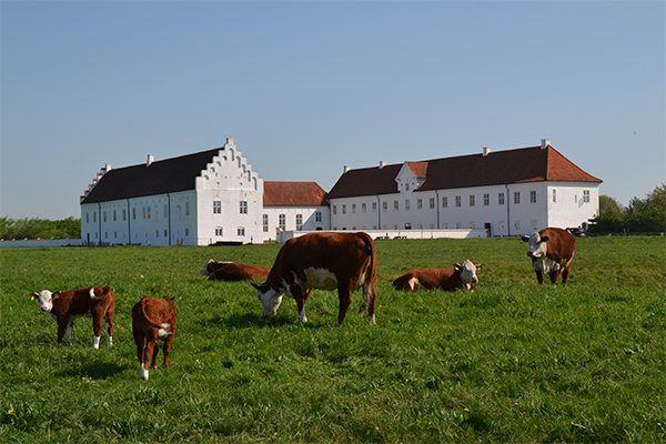 Vitskøl Kloster fungerede en overgang som herregård under navnet Bjørnsholm.