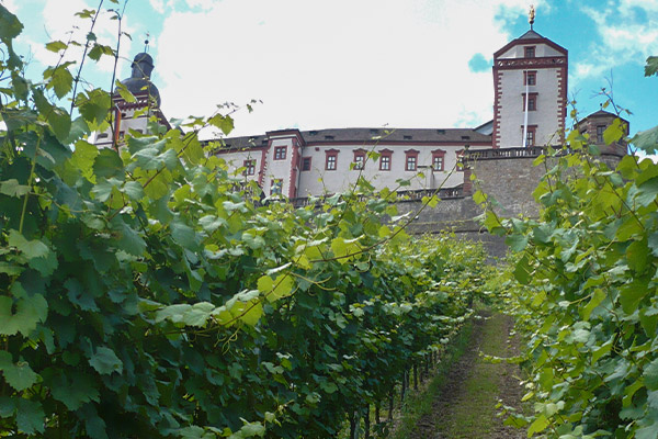 Vinmarkerne kryber op ad bakkerne mod Festung Marienberg.