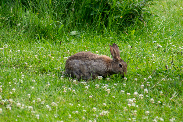 Er du vild med vilde kaniner, så er Föhr det rette sted at være!