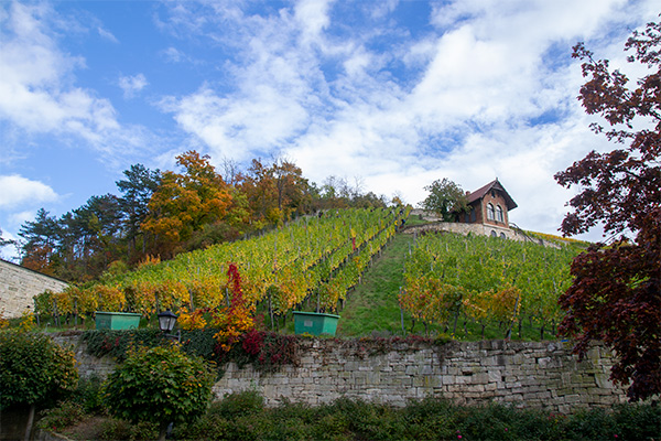 Den store vinproducent Rotkäppchen holder til i Freyburg.