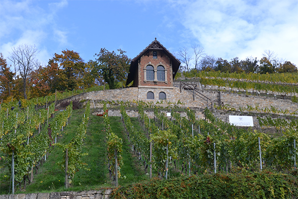 Der er masser af vinmarker i Saale-Unstrut. Her er det i udkanten af Freyburg.