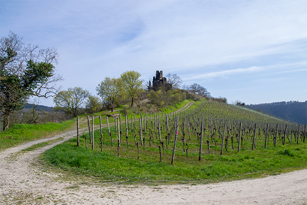 Vinmarkerne gror helt op til klosterruinen.