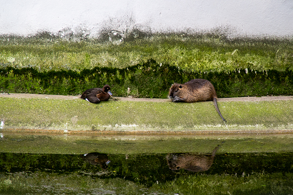 Et par af slotsvoldgravens beboere...