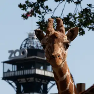 gavekort til zoologisk have