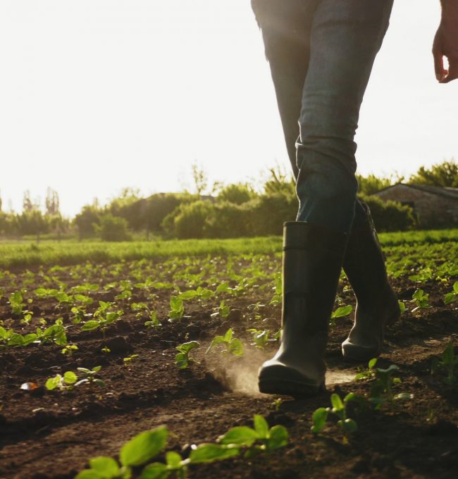 A,Farmer,Walks,Across,A,Field,In,Rubber,Boots,On