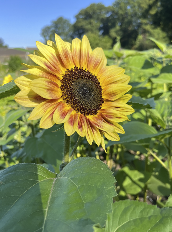 Bloemzaden ~ Zonnebloem Mix - Afbeelding 4