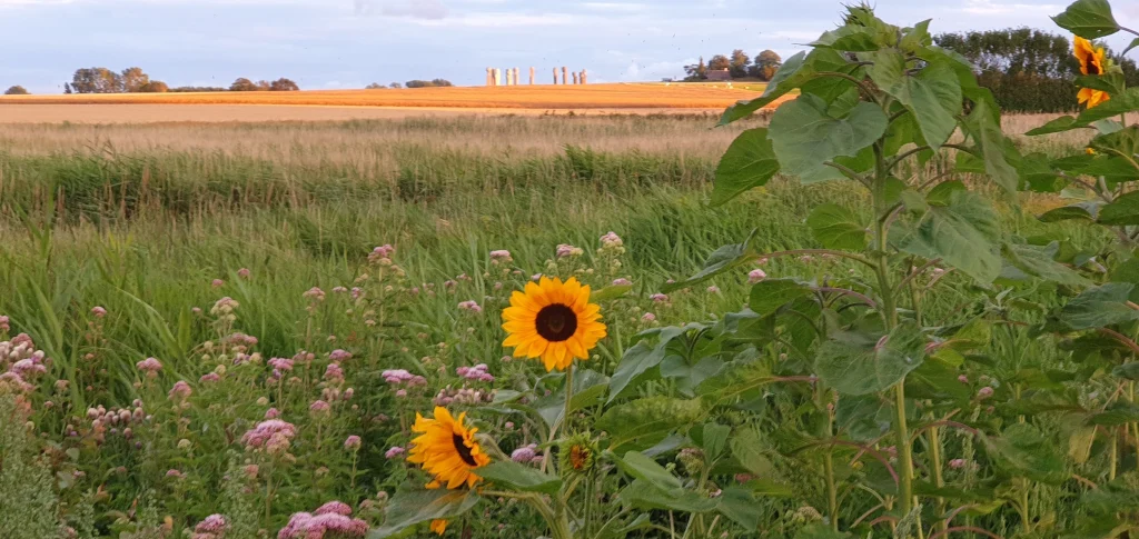 Bevidst nærvær i naturen