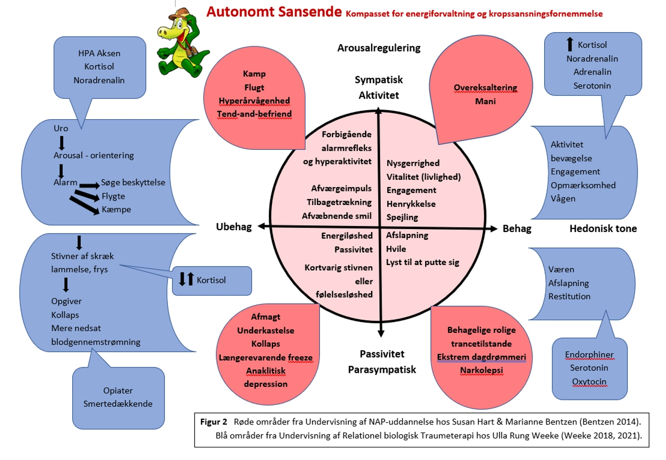 Det autonome nervesystem