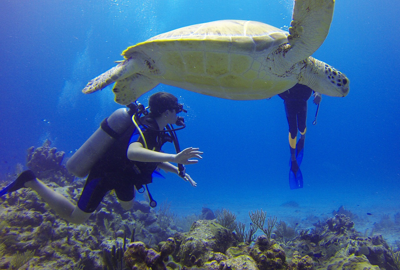 diver, turtle, mexico-549380.jpg