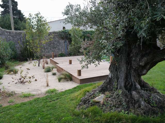 Olea Europea