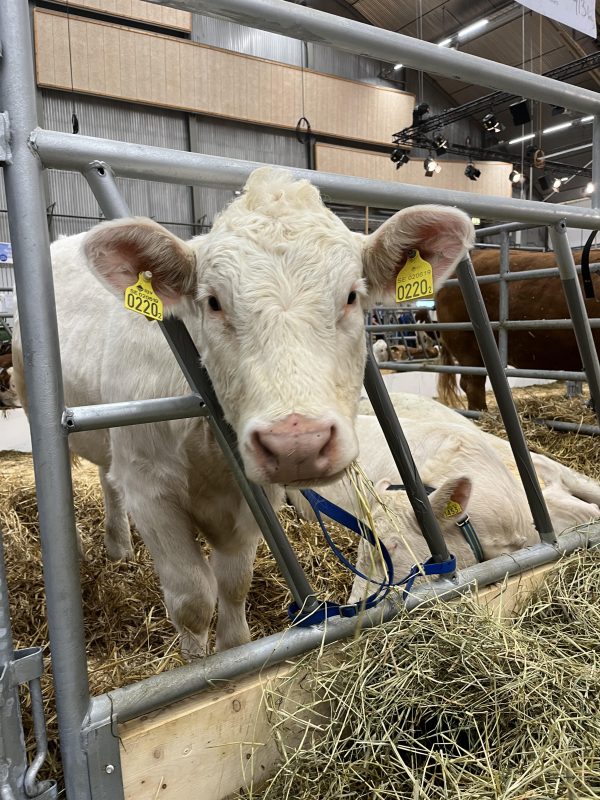 Cow agricultural fair