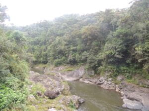 Ranomafana rainforest