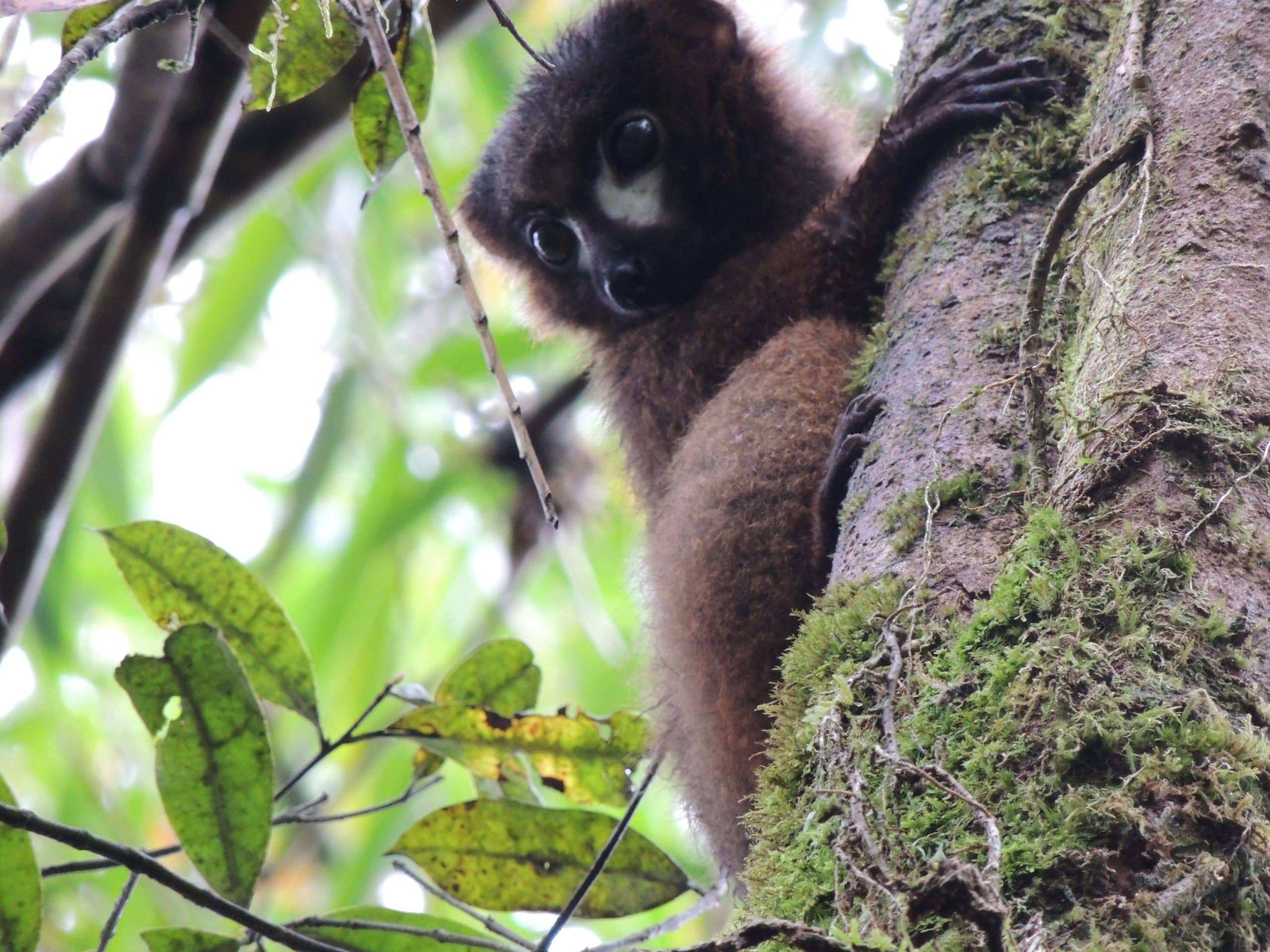 Bamboo lemur in Ranomafana