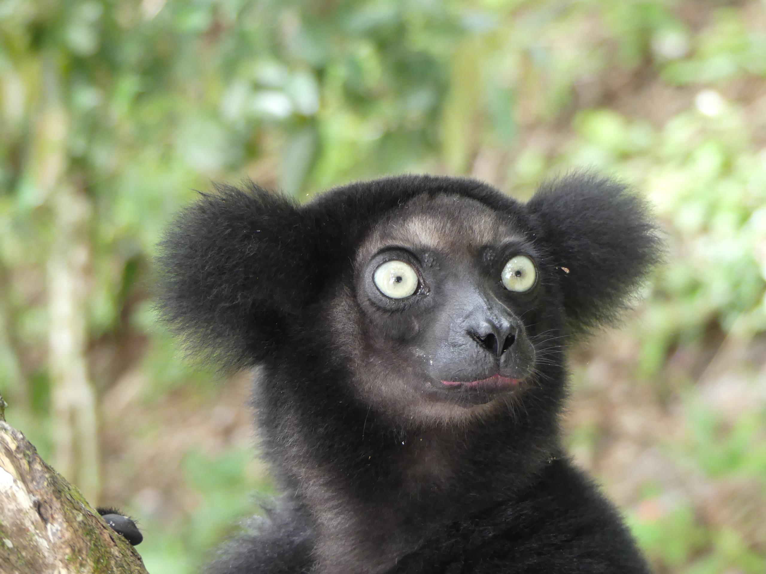 Indri indri in Palmarium