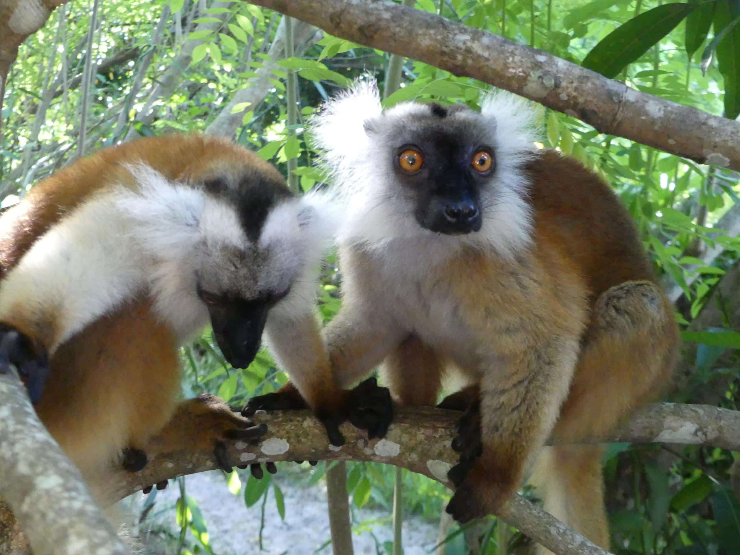 Macaco lemur in Palmarium
