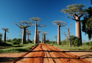 Road to the Baobab alley