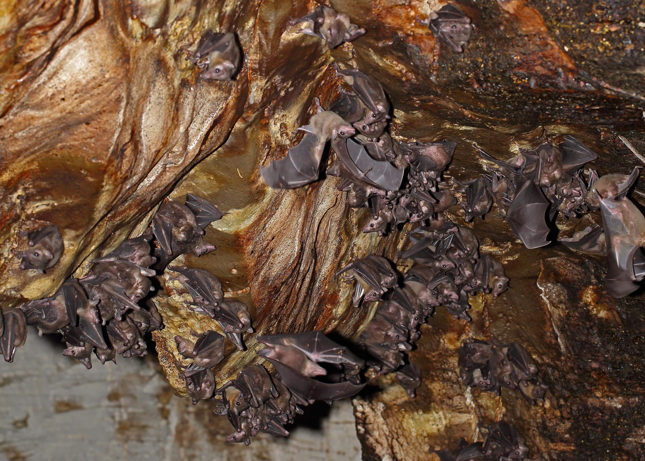 bats in Ankarana