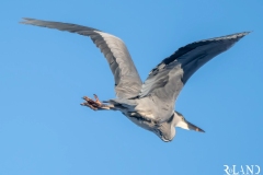 Gråhäger i flykt