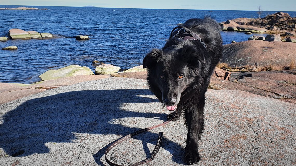 Den nya hundrastgården i stadsparken i Oskarshamn invigs snart Den nya hundrastgården i stadsparken i Oskarshamn invigs snart