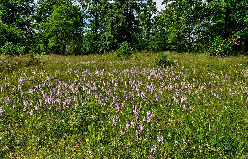 Härliga sommarbilder Härliga sommarbilder