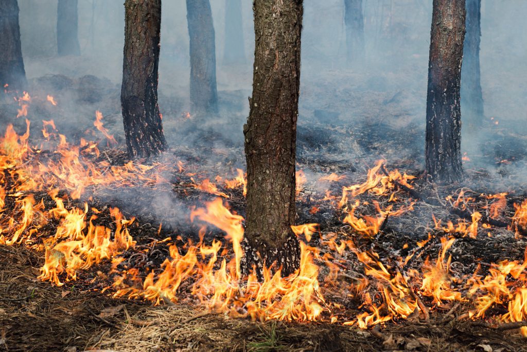 Brand i undervegetationen vid en skogsbrand