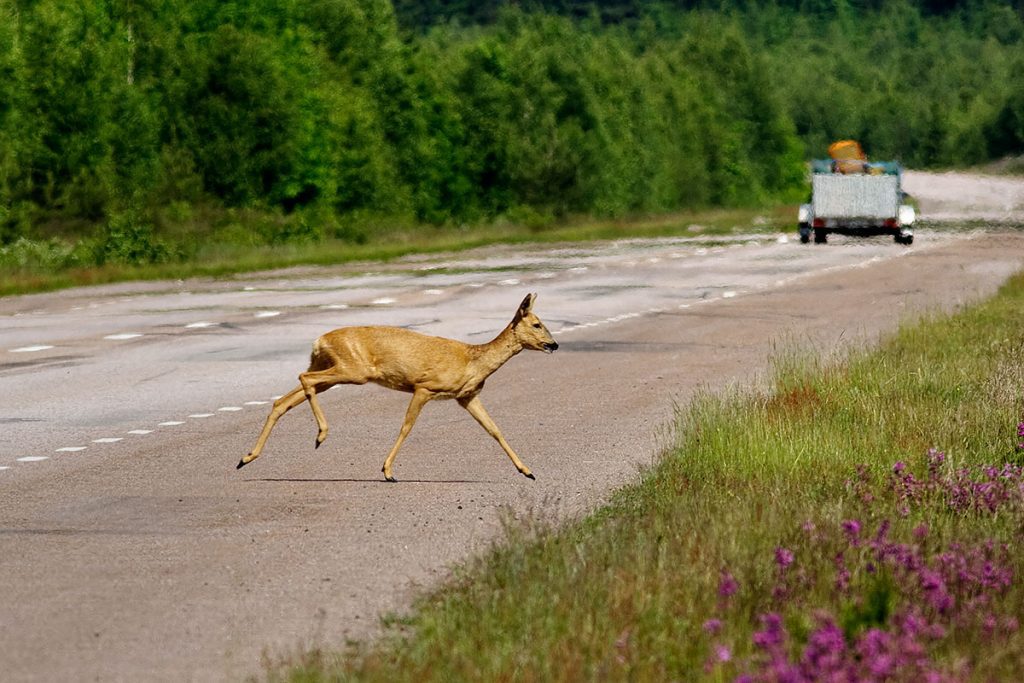 Bild på rådjur som springer över en väg