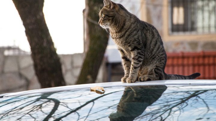 Katt sittandes på biltak