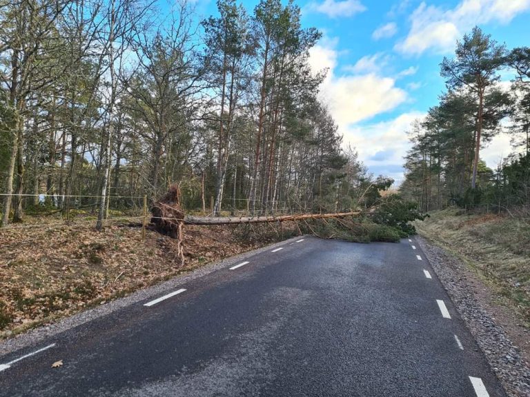 Träd över vägen