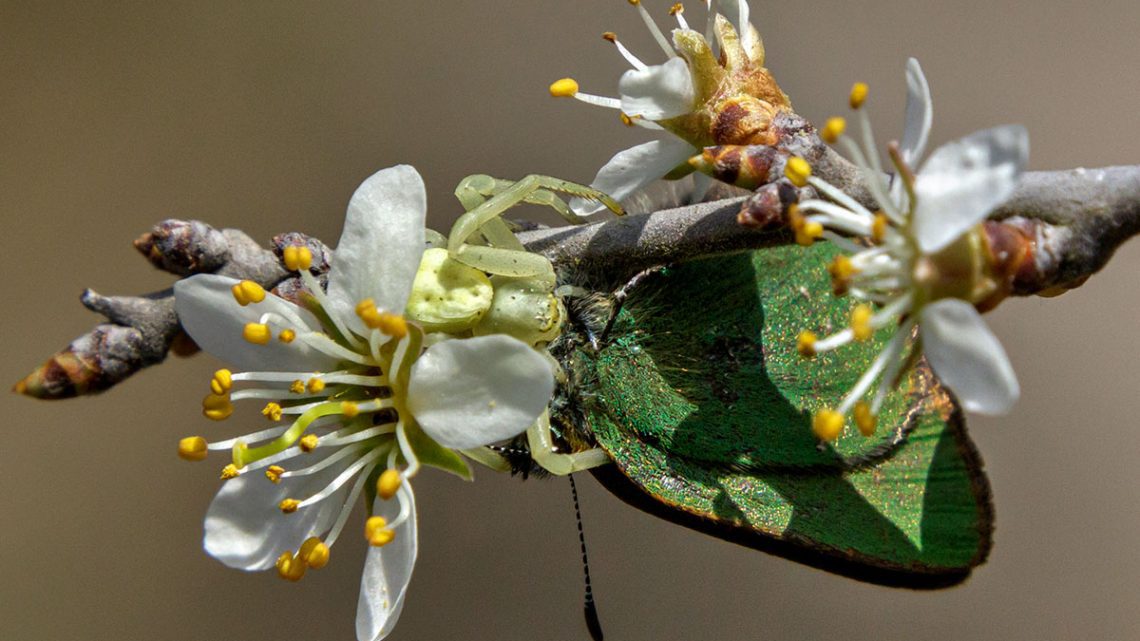 Många faror lurar bland blomstren Många faror lurar bland blomstren