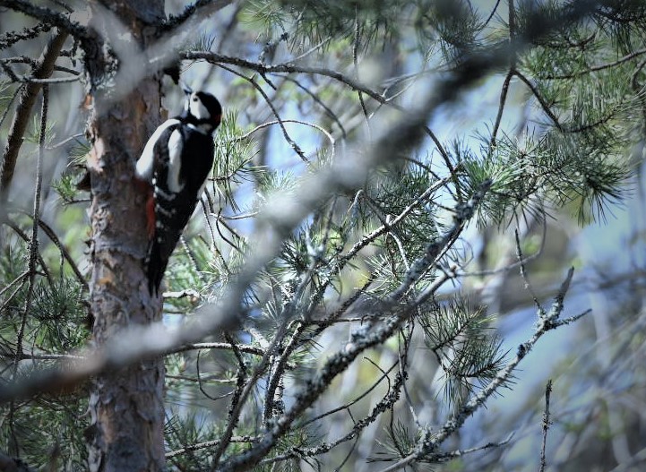 En hackspett i Sjöbovikens naturreservat i Oskarshamn