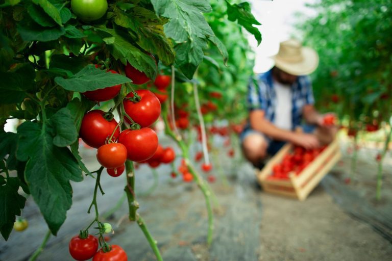 Tomatodling