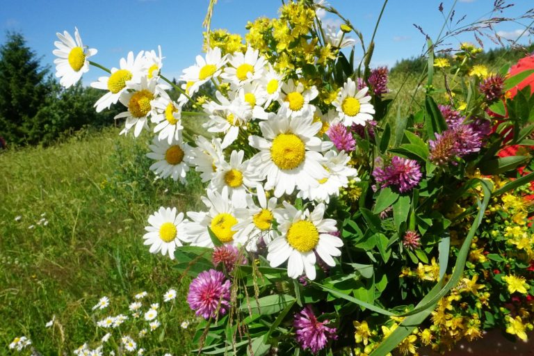 Midsommarblommor