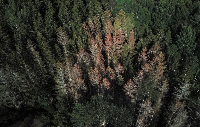 Skog angripen av granbarkborren