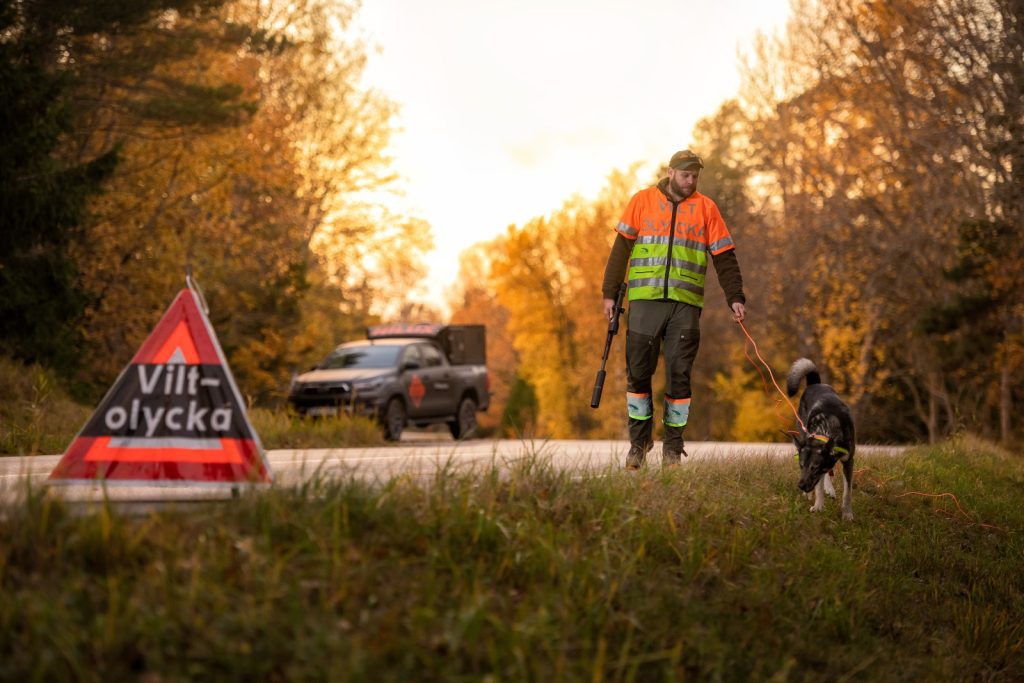 Jägare med hund söker efter viltolycka