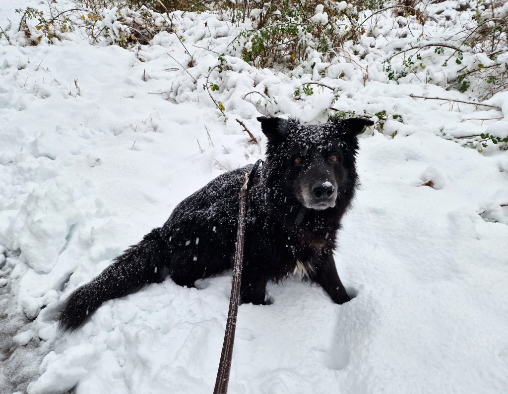 Hunden Nalle leker i snön i Oskarshamn