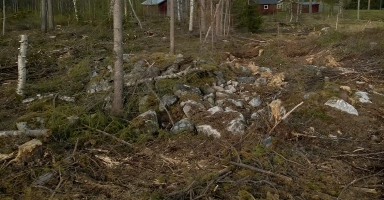 Odlingsröse som körts över i samband med avverkning