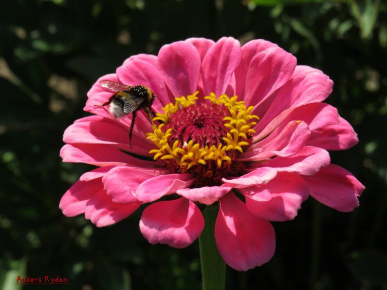 Rosa blomma med humla